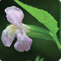 Monkey Flower