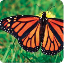 Monarch